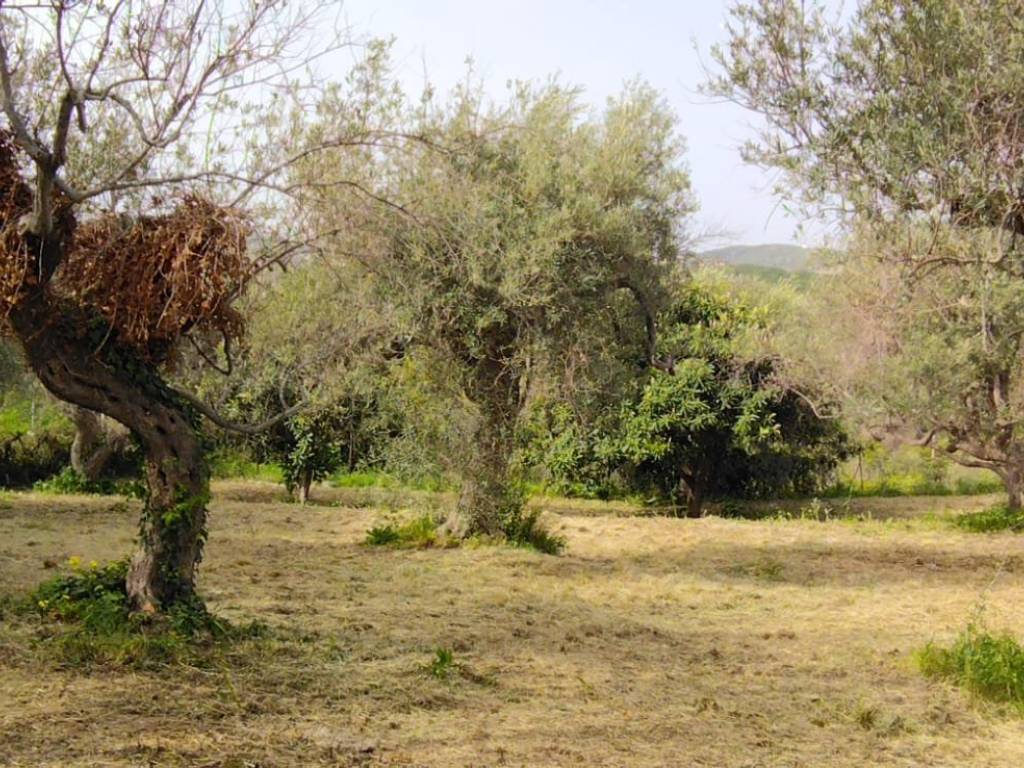 Terreno a Condrò in Contrada Licciardo - Foto 3