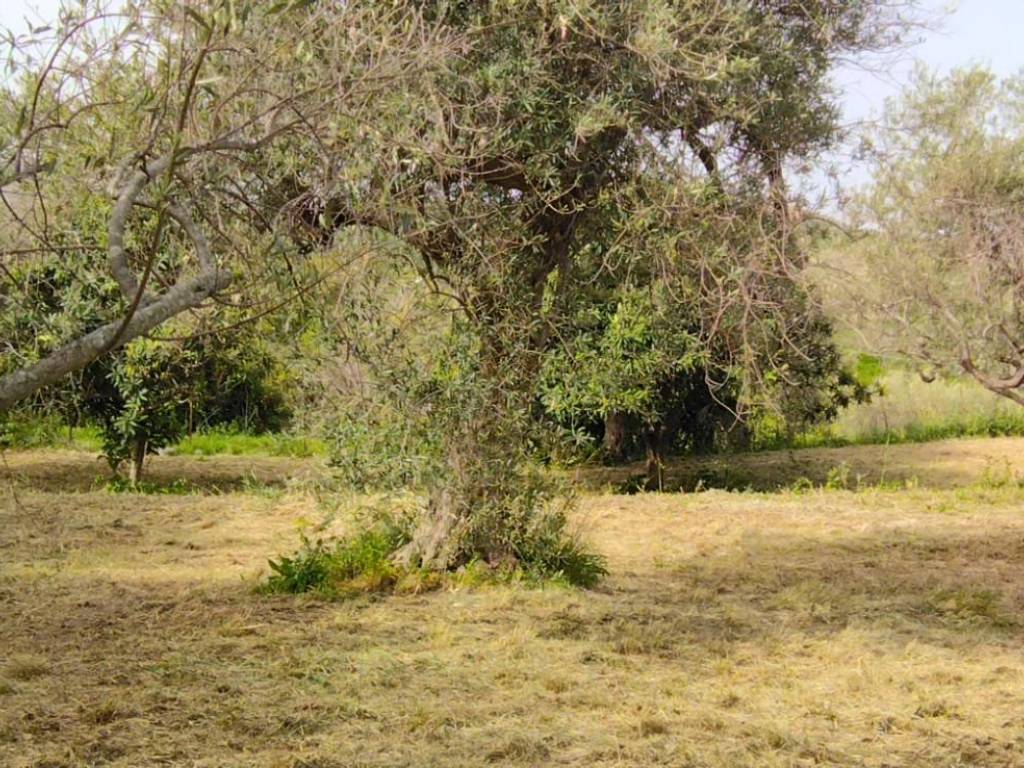 Terreno a Condrò in Contrada Licciardo - Foto 4