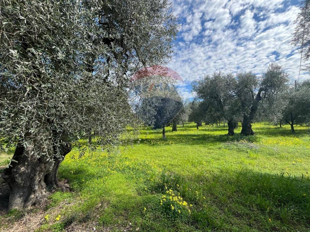 Terreno a Vieste in Località Pilone Del Monaco - Foto 4