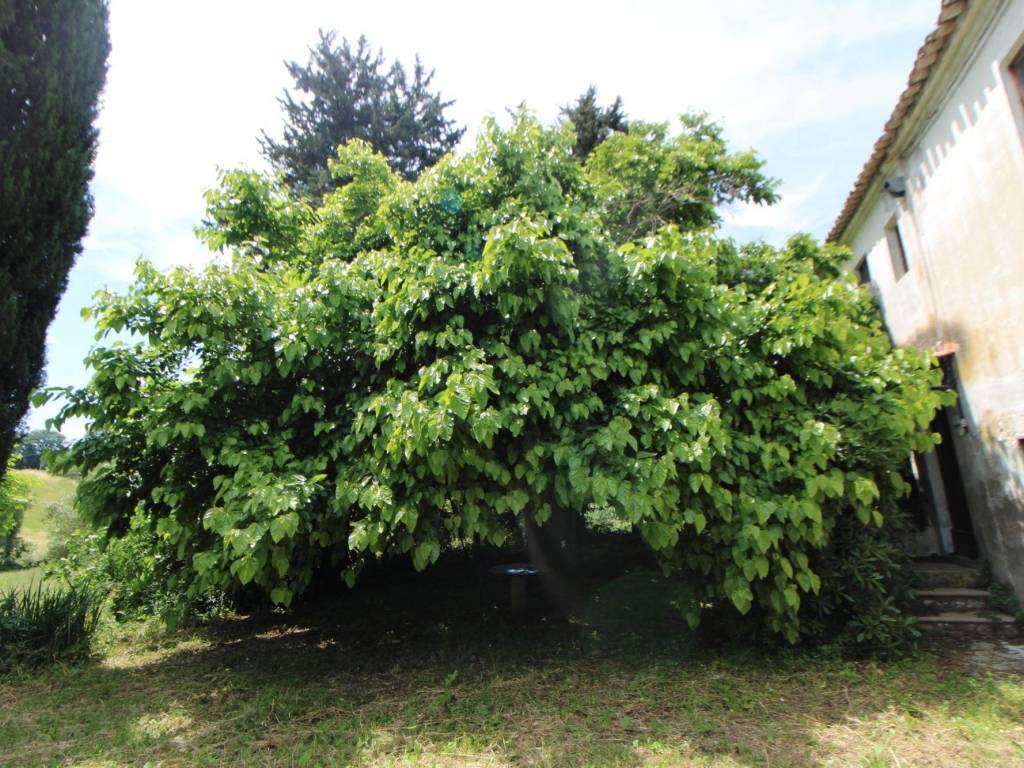 Rustico / casale a Monsano - Foto 4