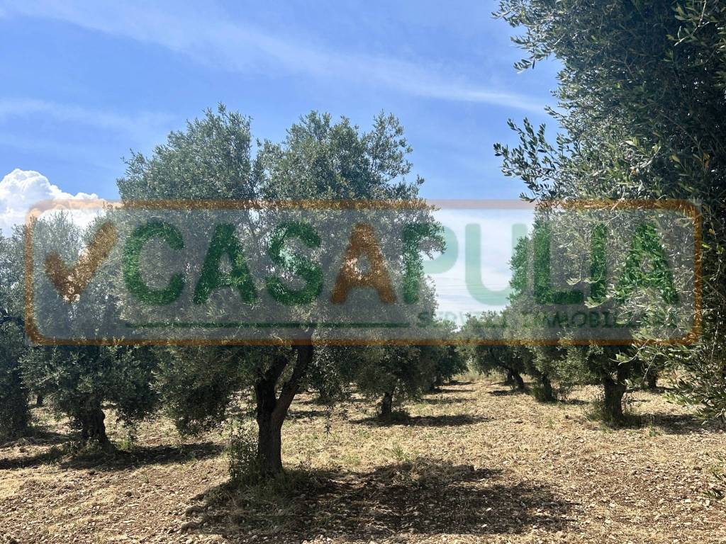 Terreno a Vieste in Litoranea Vieste-Peschici - Foto 3