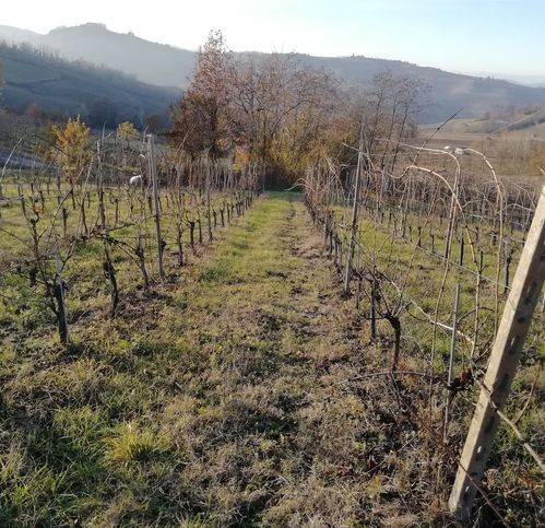 Terreno a Santa maria della versa in Strada Provinciale 42 - Foto 3