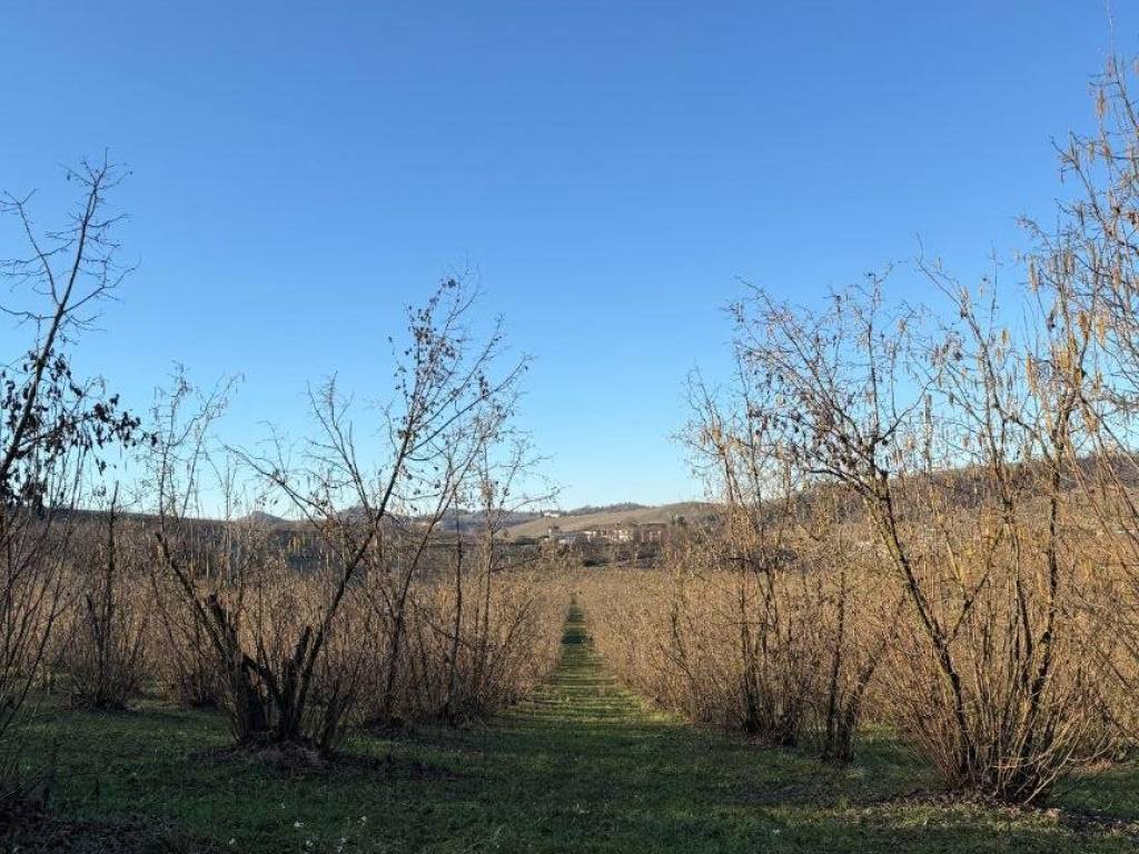Terreno a Alba in Strada Borghino, 39 - Foto 4