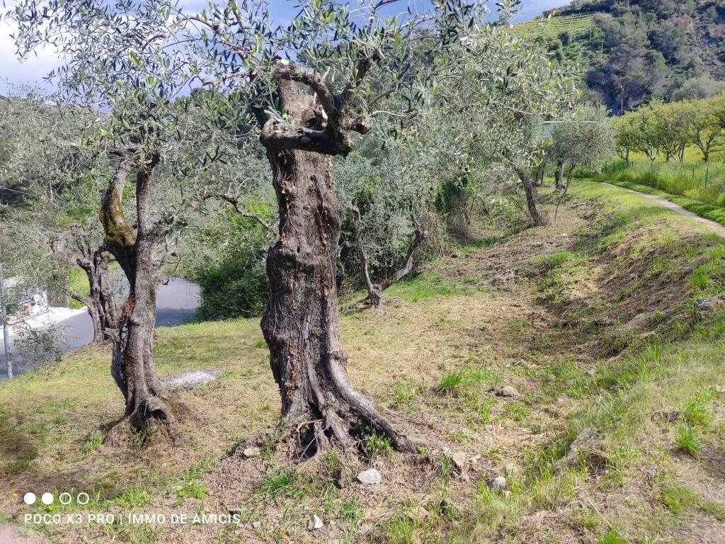 Terreno a Soldano in Località Orià - Foto 5