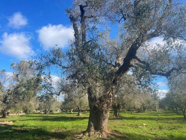 Rustico / casale a San michele salentino in contrada sardella - Foto 4