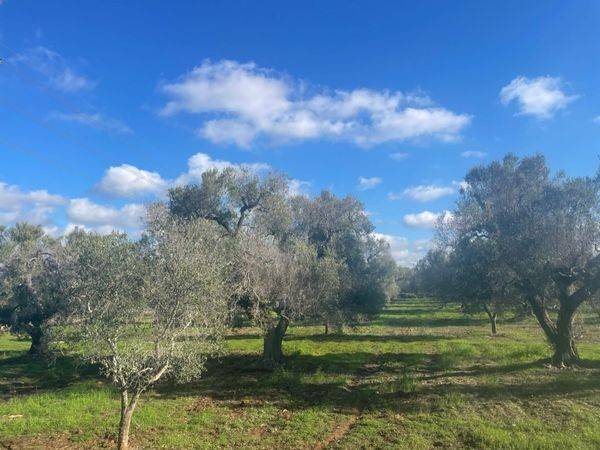 Rustico / casale a San michele salentino in contrada sardella - Foto 5