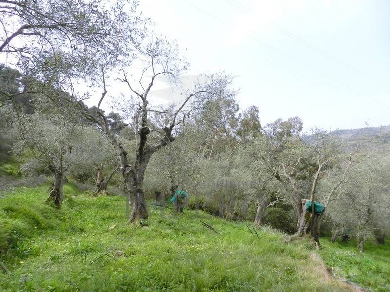 Terreno a Perinaldo in Località Curl - Foto 3
