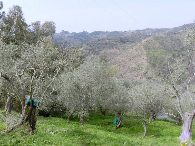 Terreno a Perinaldo in Località Curl - Foto 4