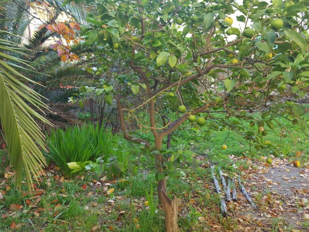 Villa a Ventimiglia in Vico Arene - Foto 2