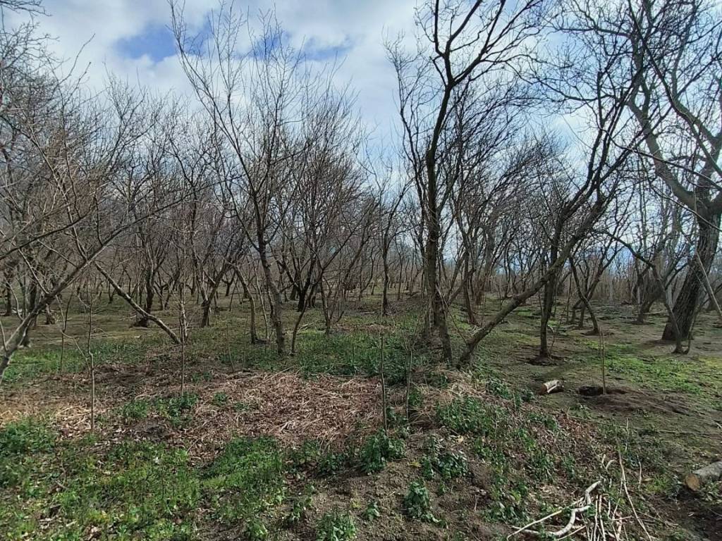 Terreno a Avella in Via Carrara - Foto 3