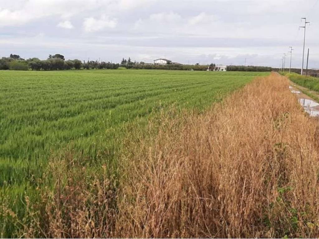 Terreno a Ginosa - Foto 4