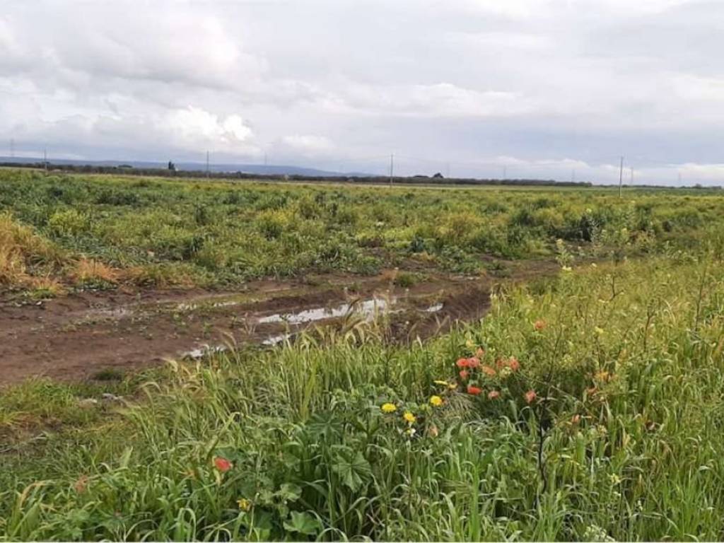 Terreno a Ginosa - Foto 5
