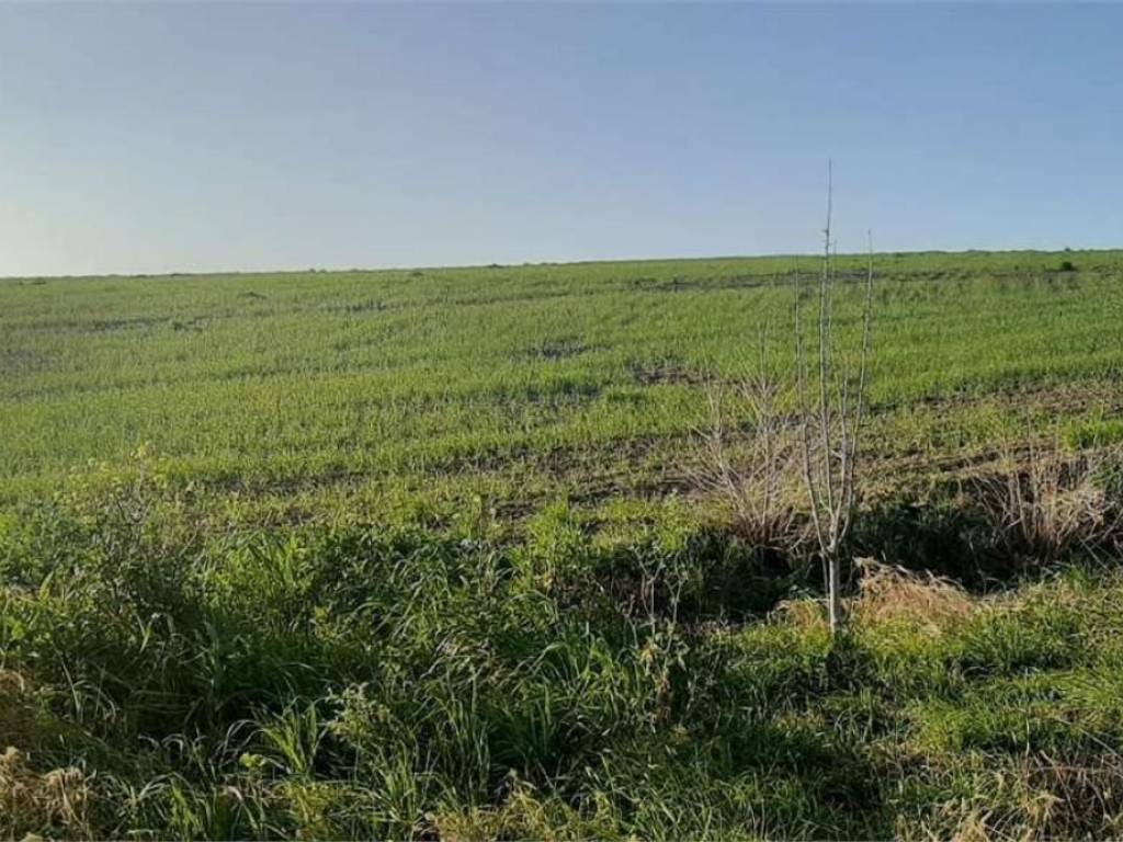 Terreno a Montescaglioso - Foto 2