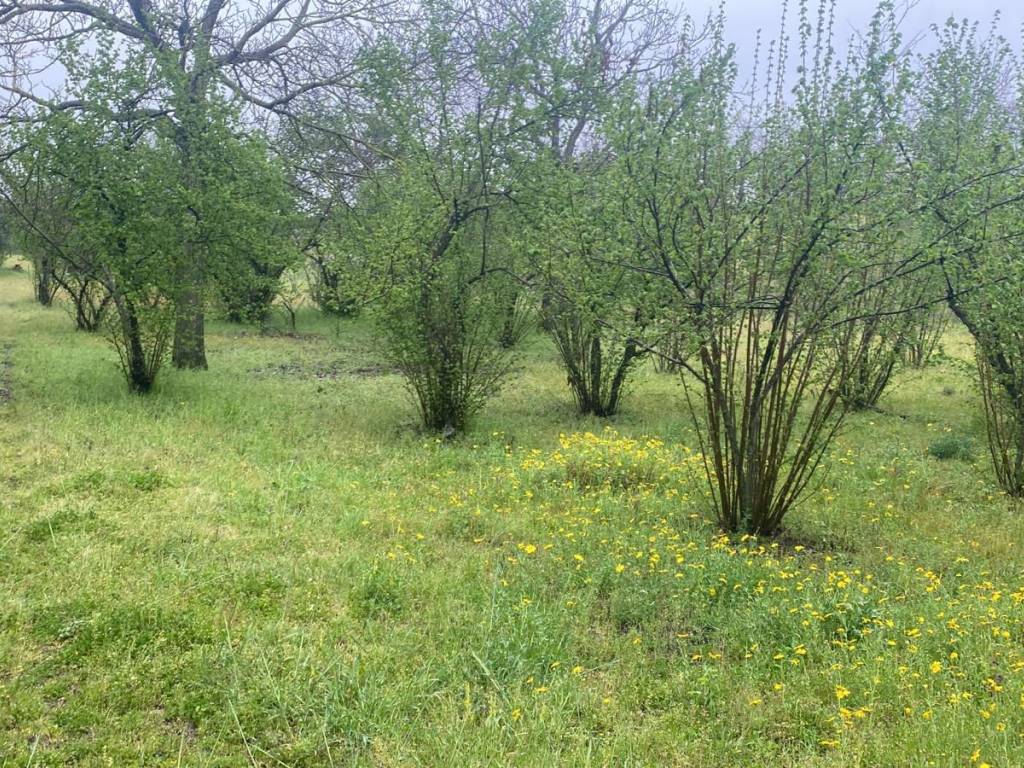 Terreno a Scisciano in Via Spartimento - Foto 2