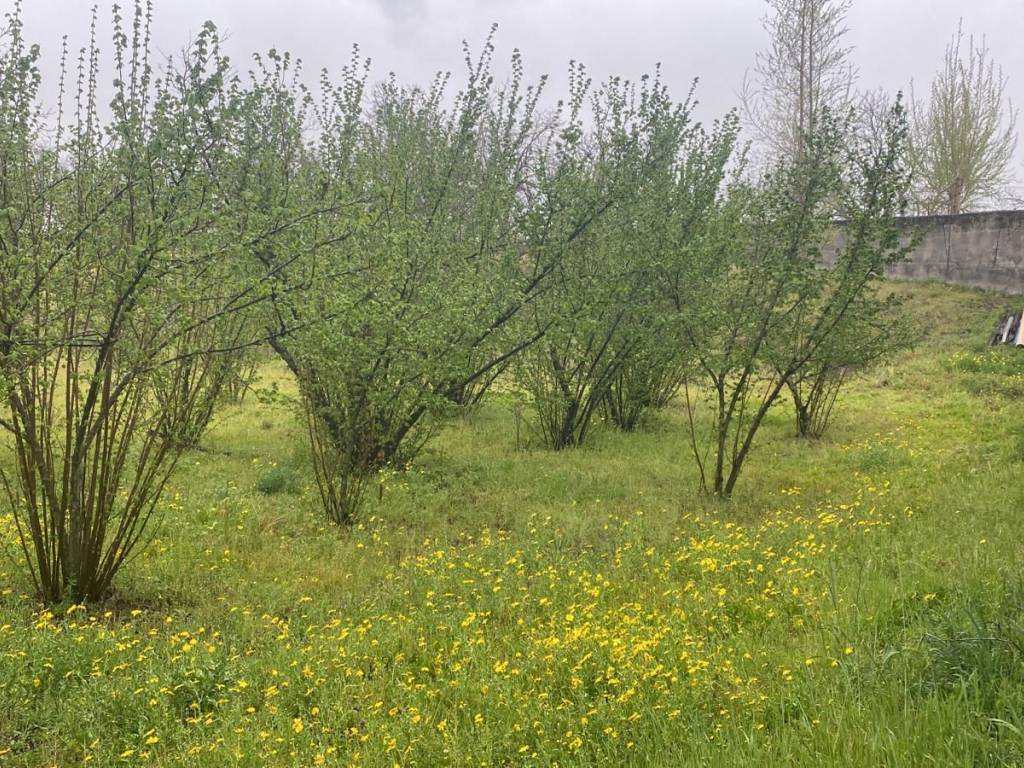 Terreno a Scisciano in Via Spartimento - Foto 3