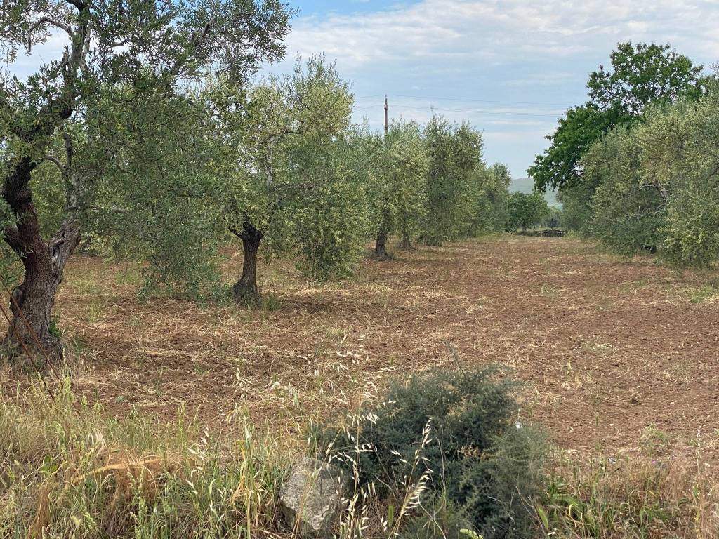 Terreno a Matera in Strada Provinciale Matera Grassano - Foto 4