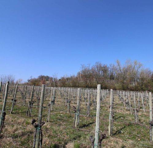 Terreno a San floriano del collio in Località Asci - Foto 2