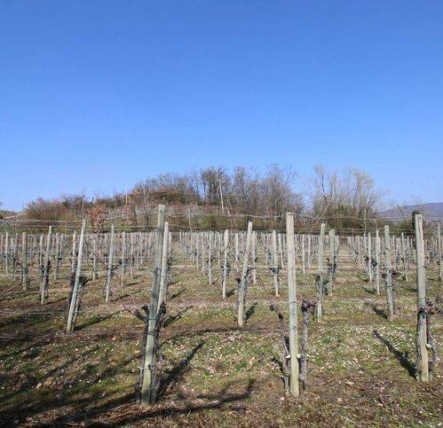 Terreno a San floriano del collio in Località Asci - Foto 3