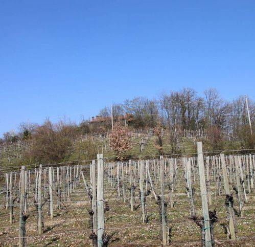 Terreno a San floriano del collio in Località Asci - Foto 5
