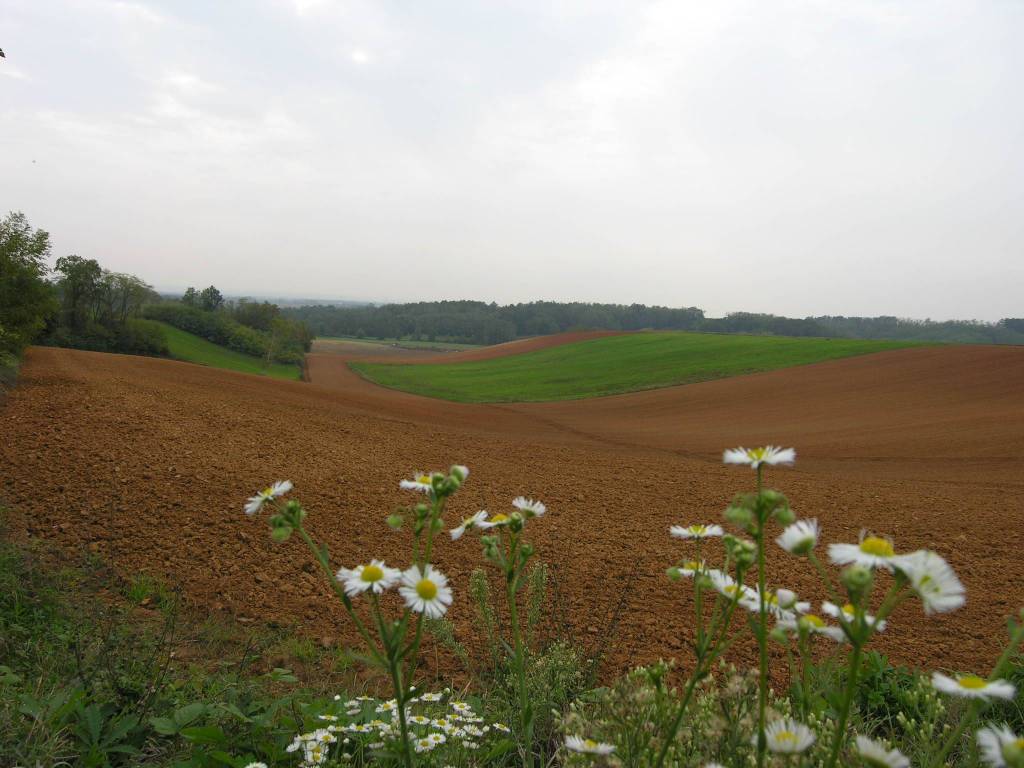 Rustico / casale a Fubine monferrato in Via per Cuccaro - Foto 4
