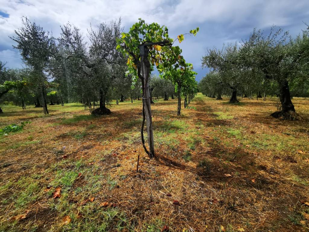 Terreno a Fara in sabina in Via Salaria Vecchia - Foto 5