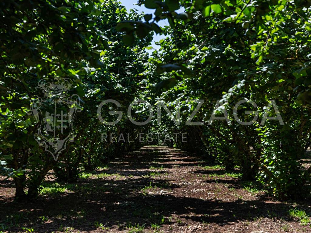 Terreno a Capranica in Località Pajanello - Foto 2