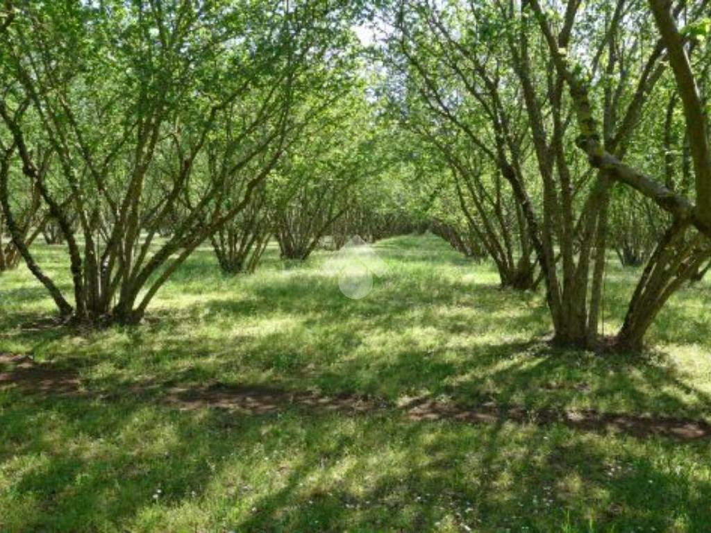Terreno a Mercogliano in Località Petruro - Foto 2