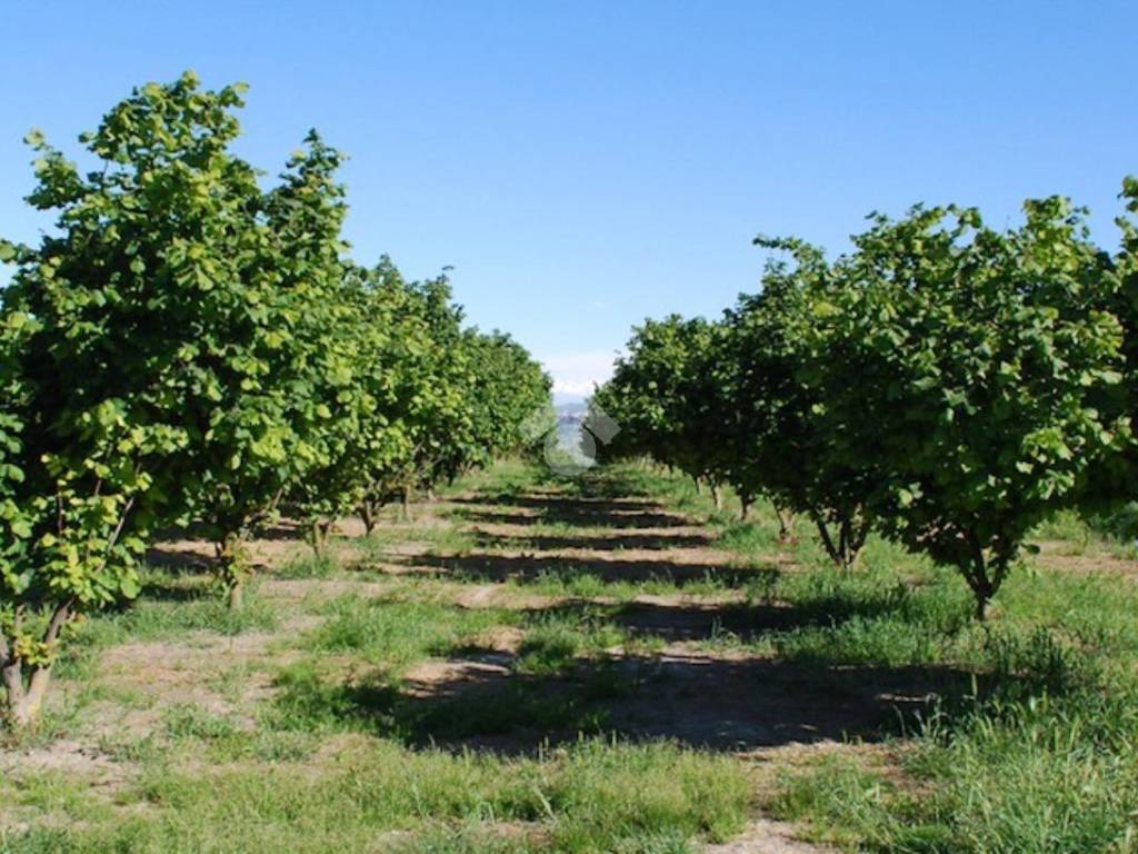 Terreno a Mercogliano in Località Petruro - Foto 5