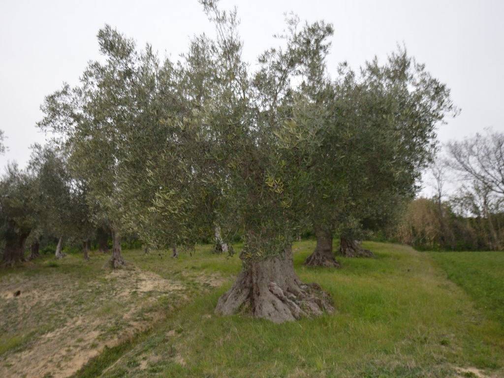 Terreno a Osimo - Foto 4