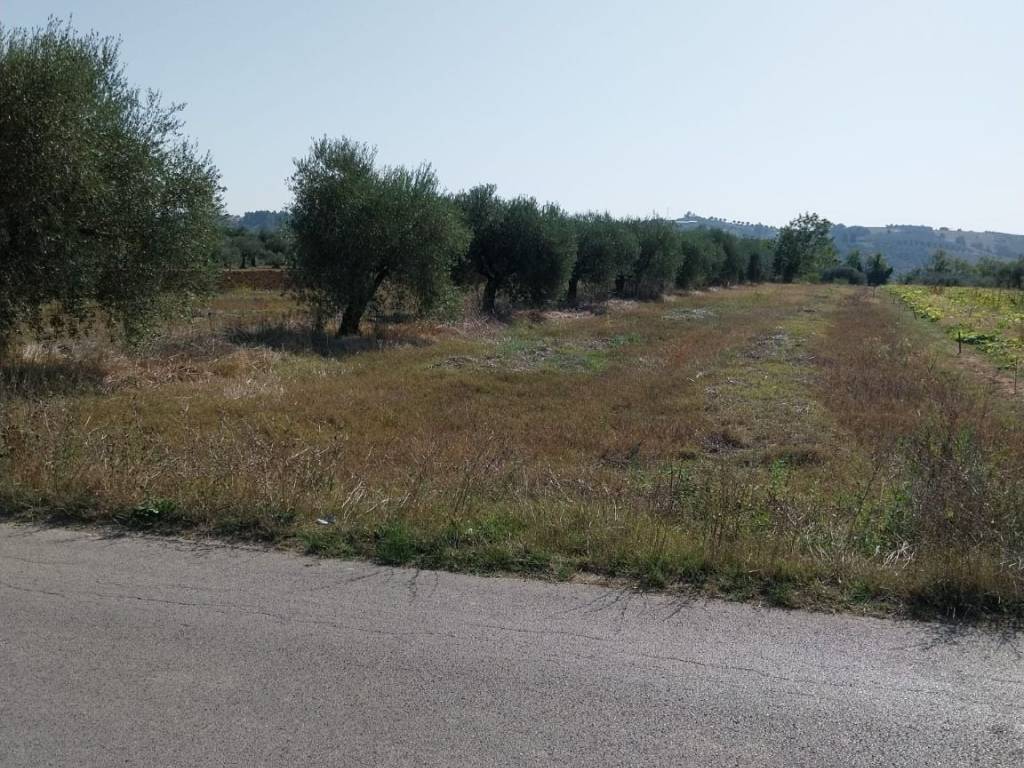 Terreno a Collecorvino in santa Lucia - Foto 4