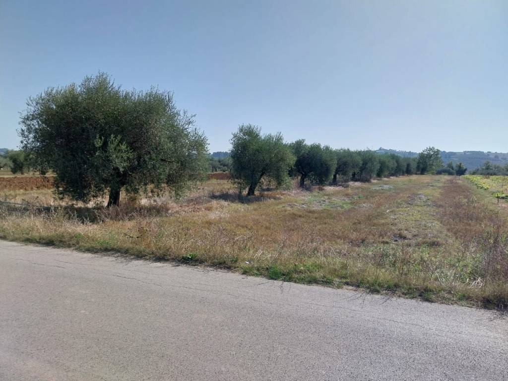 Terreno a Collecorvino in santa Lucia - Foto 5