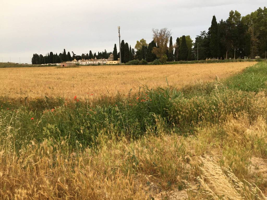 Terreno a Mesagne in Via Damiano Chiesa - Foto 4