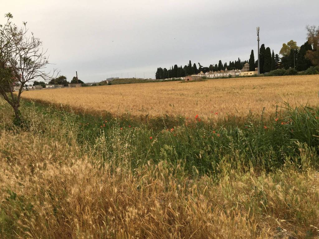 Terreno a Mesagne in Via Damiano Chiesa - Foto 5
