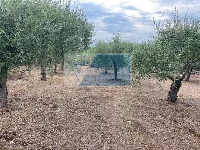 Terreno a Solarino in Contrada Trigona - Foto 2