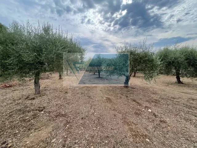 Terreno a Solarino in Contrada Trigona - Foto 4