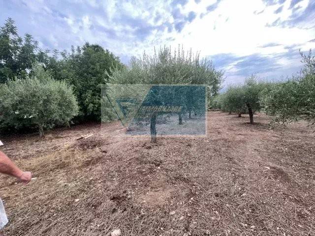 Terreno a Solarino in Contrada Trigona - Foto 5