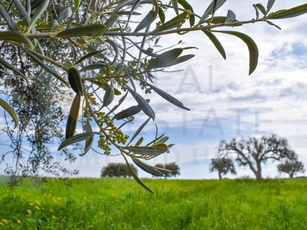 Terreno a Noto in Via Tommaso Fazello, 228 - Foto 3