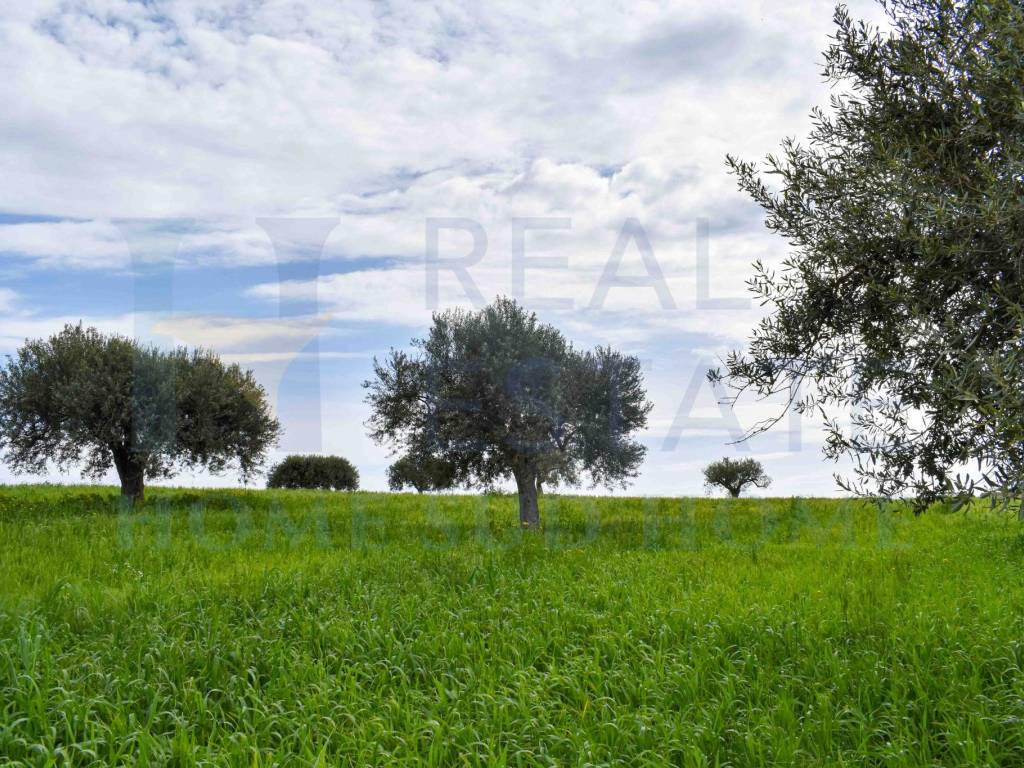 Terreno a Noto in Via Tommaso Fazello, 228 - Foto 5
