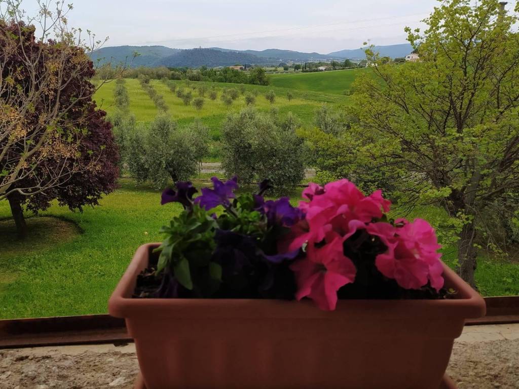 Rustico / casale a Magliano in toscana - Foto 2