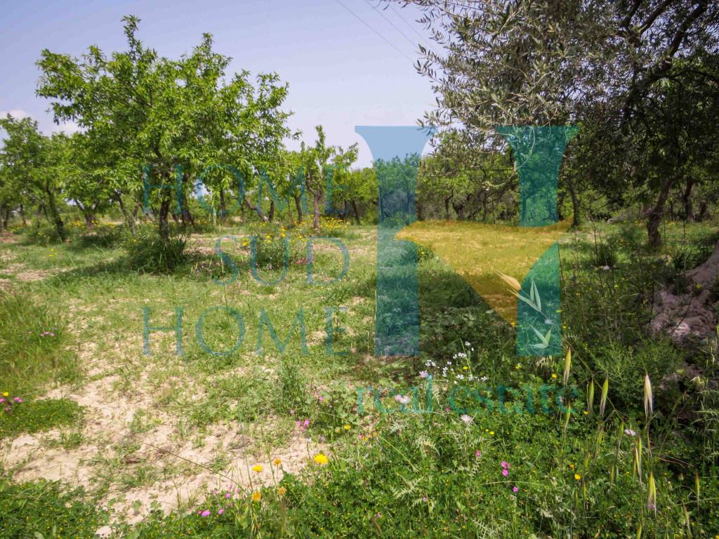 Terreno a Noto in Via Tommaso Fazello, 228 - Foto 4