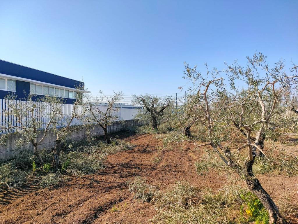 Terreno a Barletta - Foto 4