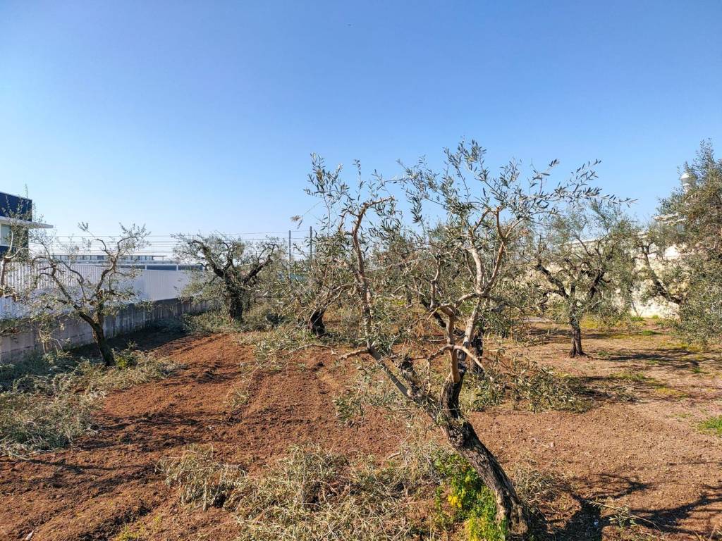 Terreno a Barletta - Foto 5