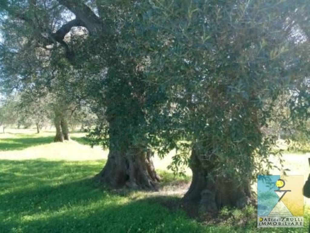 Rustico / casale a Carovigno in Contrada Acciano - Foto 4