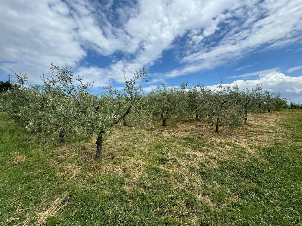 Terreno a Capolona in Strada Comunale di Cafaggio, 18 - Foto 5