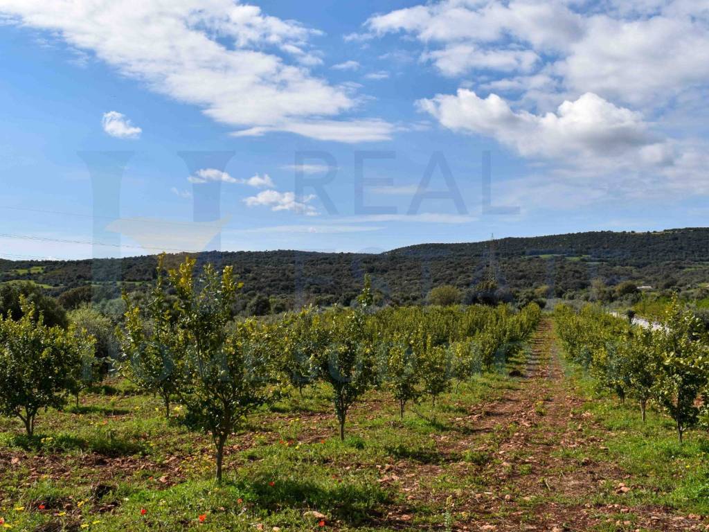 Terreno a Noto in Via Tommaso Fazello, 228 - Foto 2