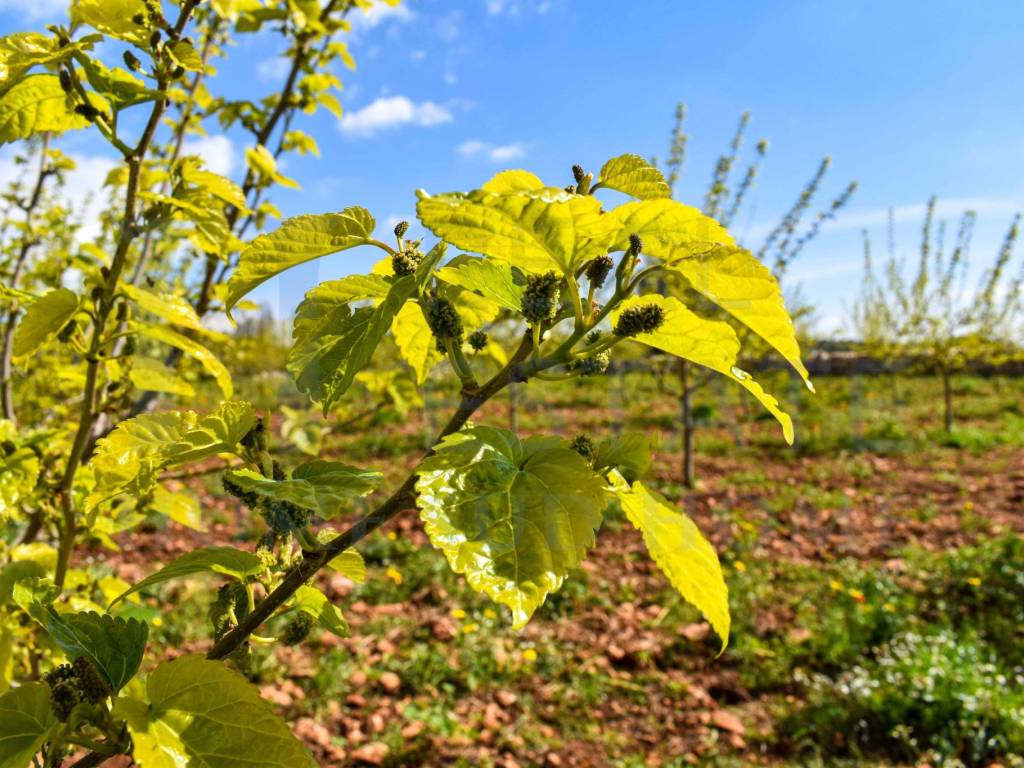 Terreno a Noto in Via Tommaso Fazello, 228 - Foto 3