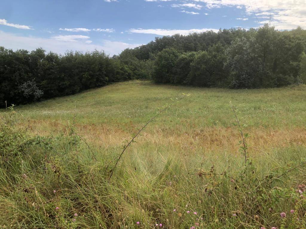 Terreno a Rotella in Valdaso - Foto 3