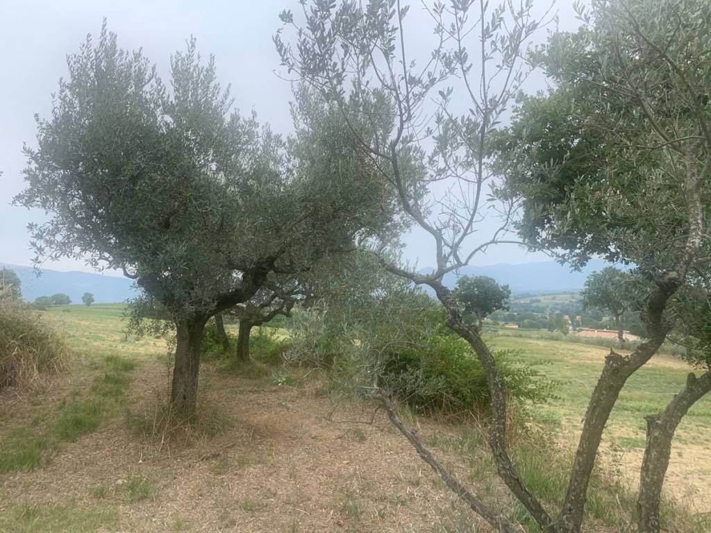 Rustico / casale a Bevagna in via bornano - Foto 3