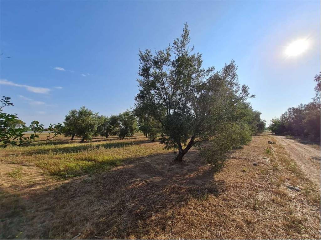 Rustico / casale a Cutrofiano - Foto 5