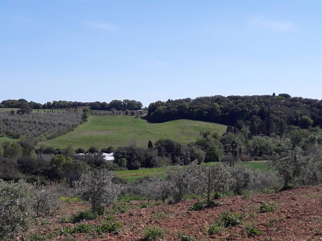 Terreno a Bibbona - Foto 4